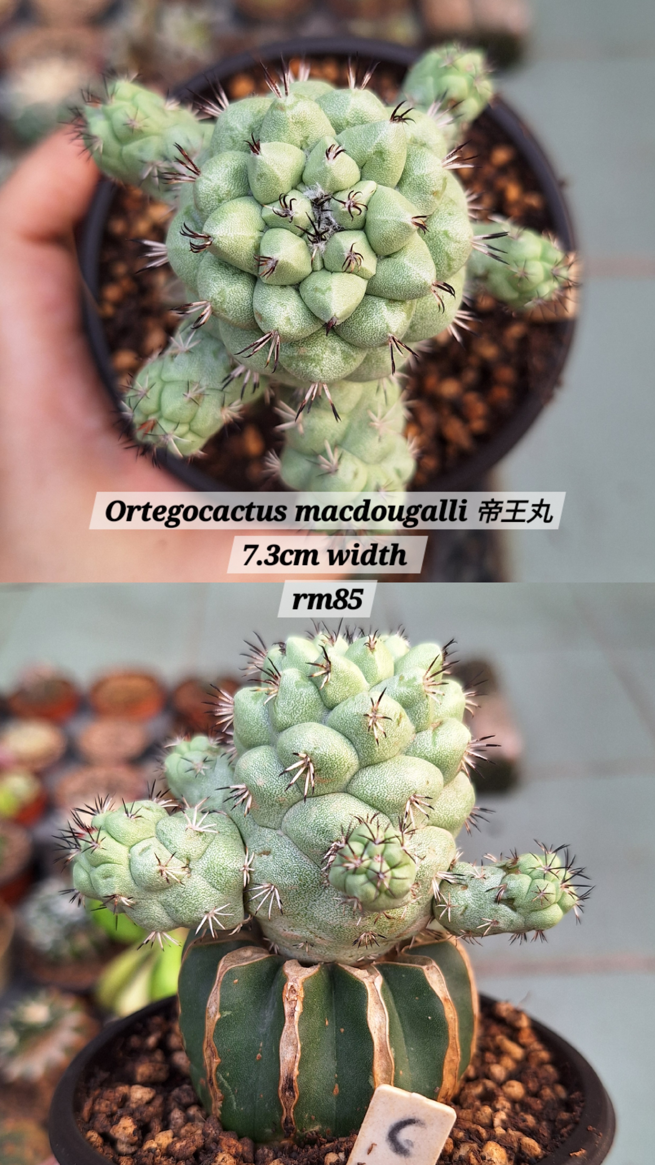 Cactus (Ortegocactus macdougalli 帝王丸)