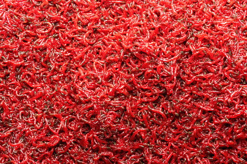 Frozen bloodworms