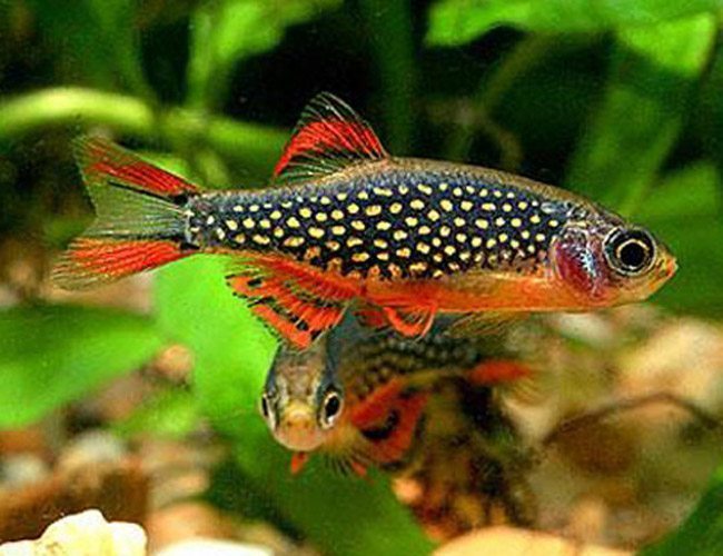 Celestial Pearl Danio