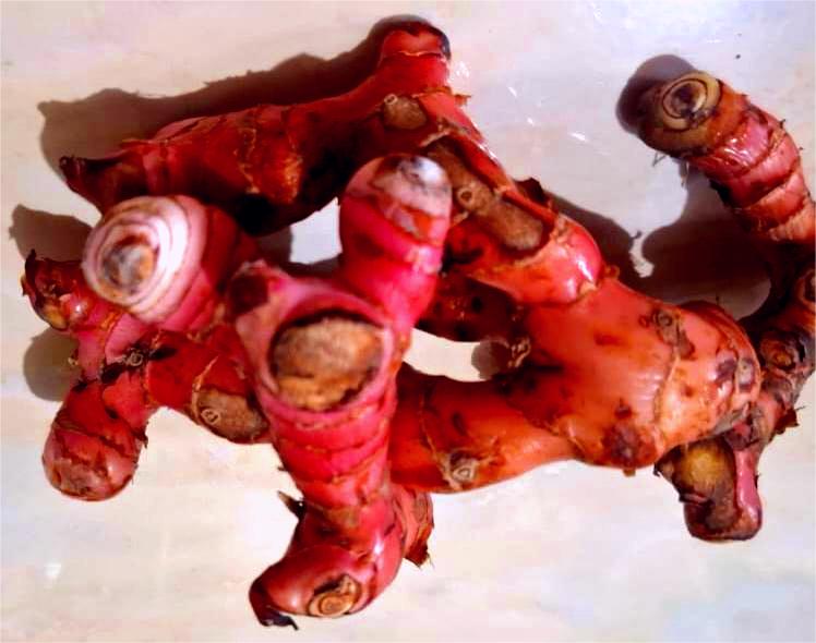 Galangal