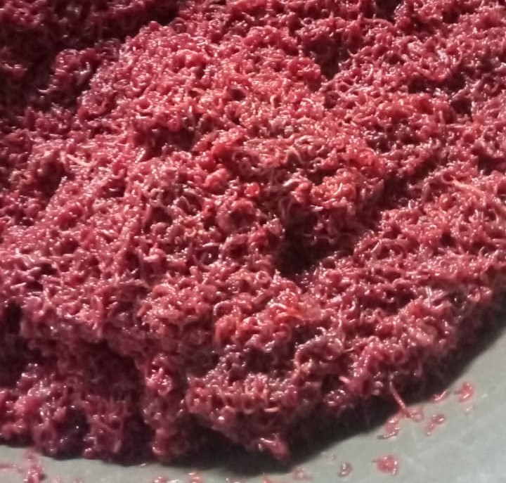 Frozen bloodworms