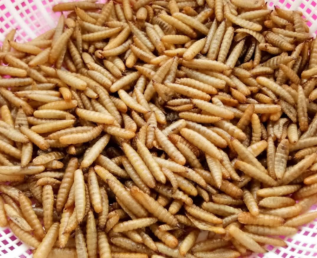 Dried Maggot BSF (Black Soldier Fly)