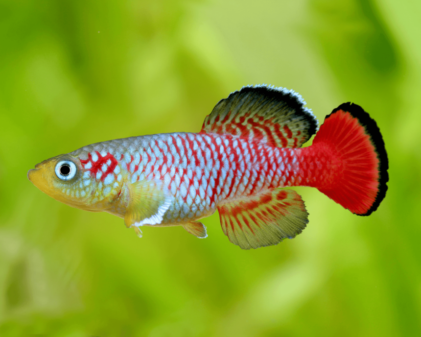 Guenthery Red Killifish (PAIR)