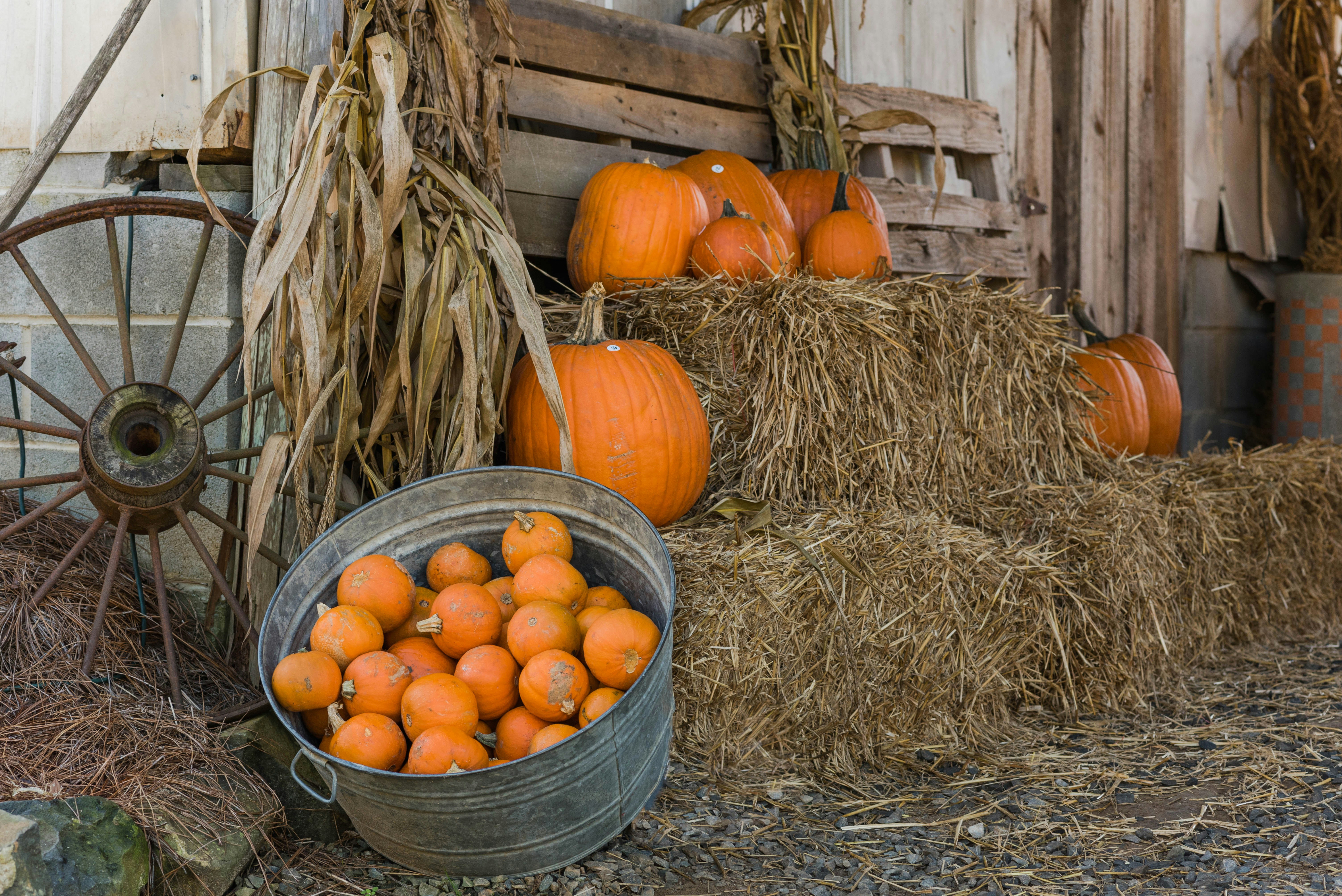 cornstalks