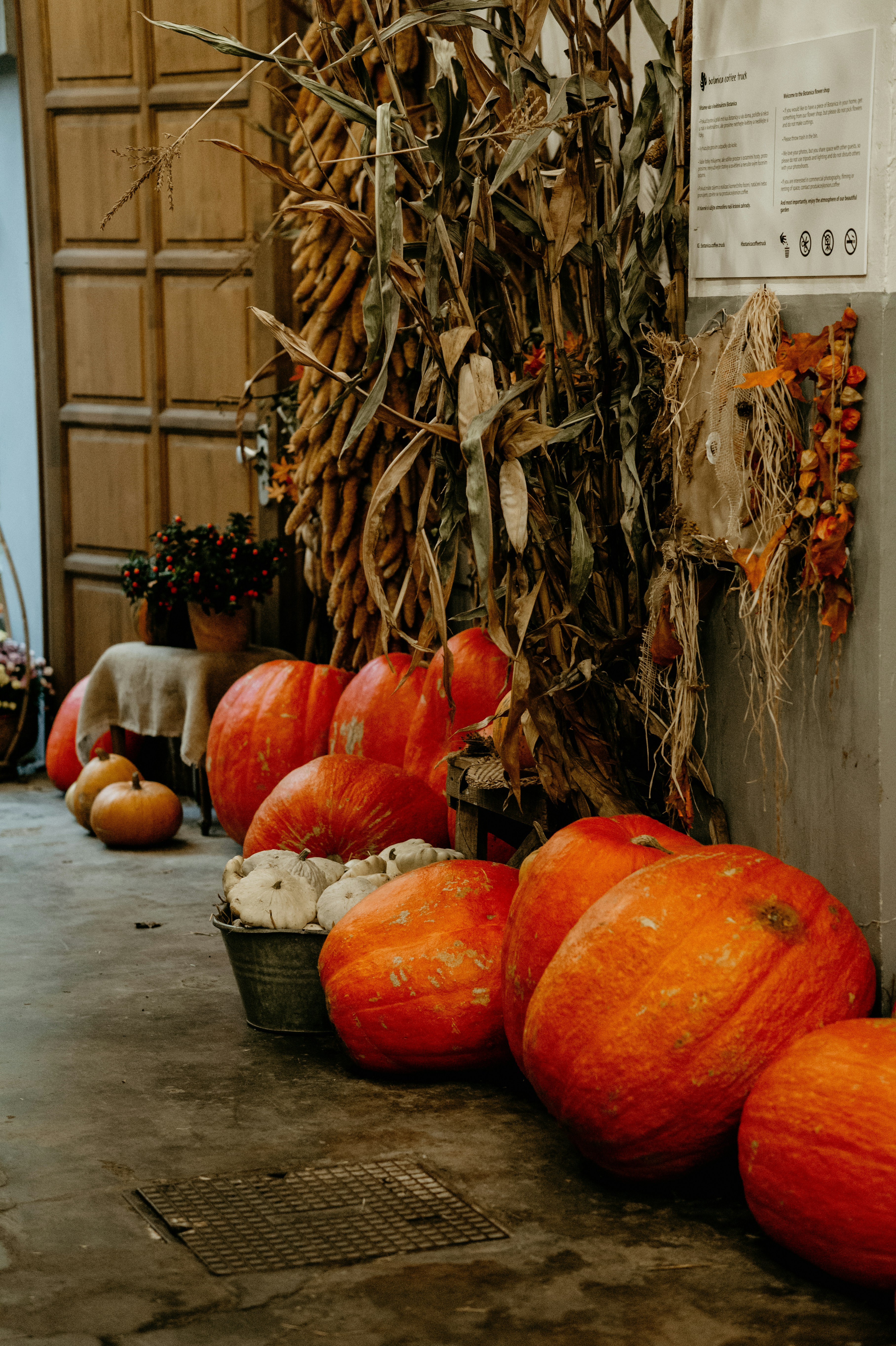 cornstalks