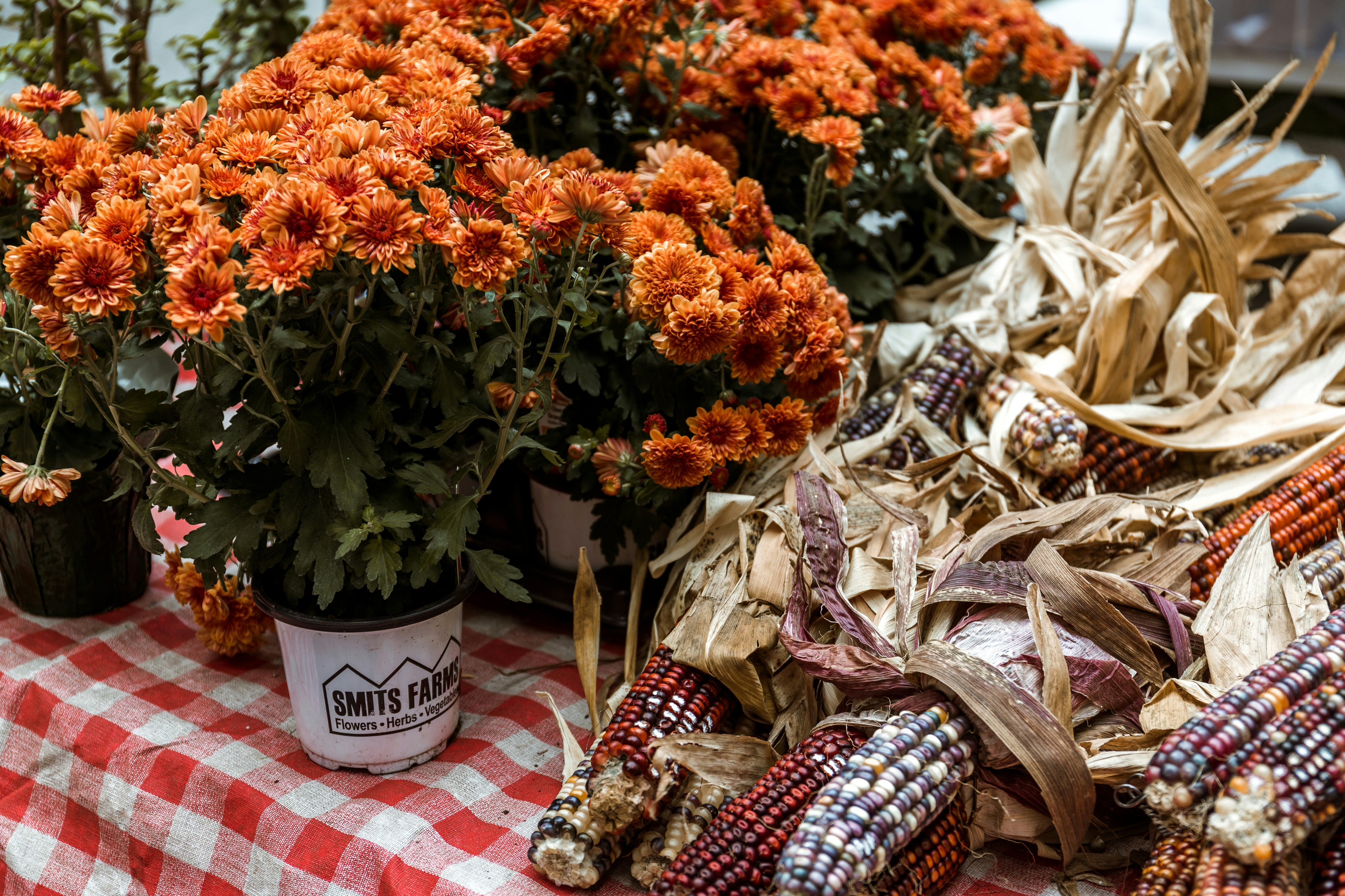 Fall flowers