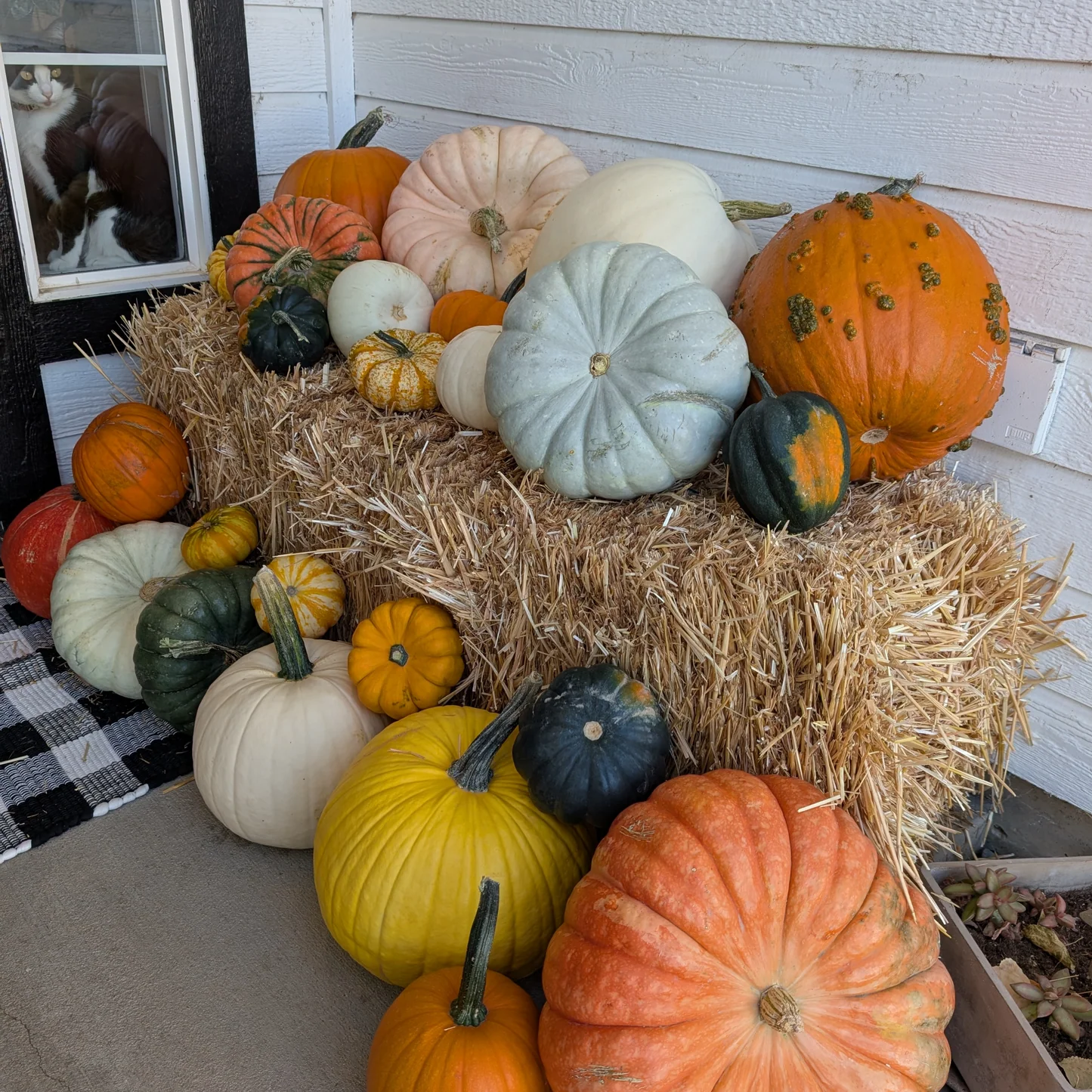 The Porch Starter Bundle