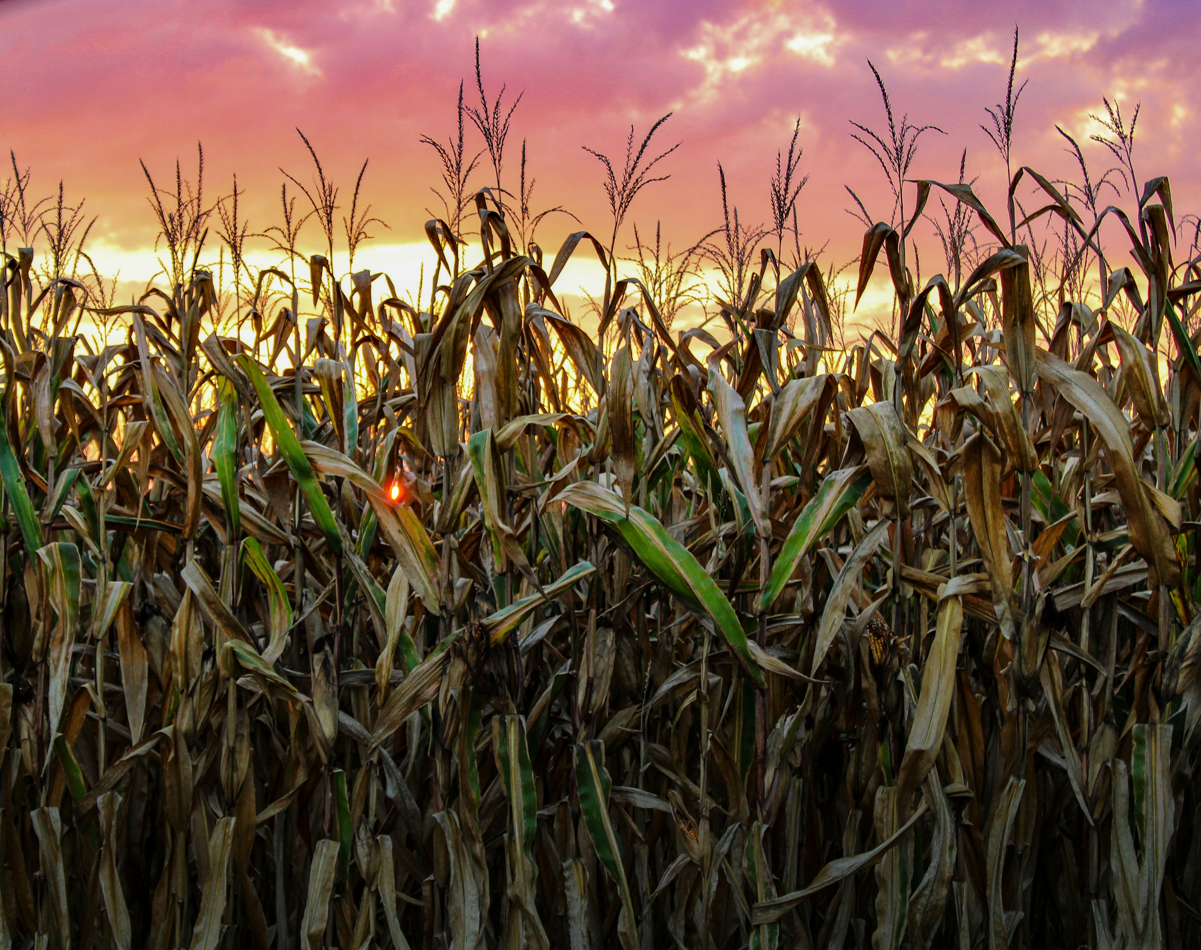 cornstalks