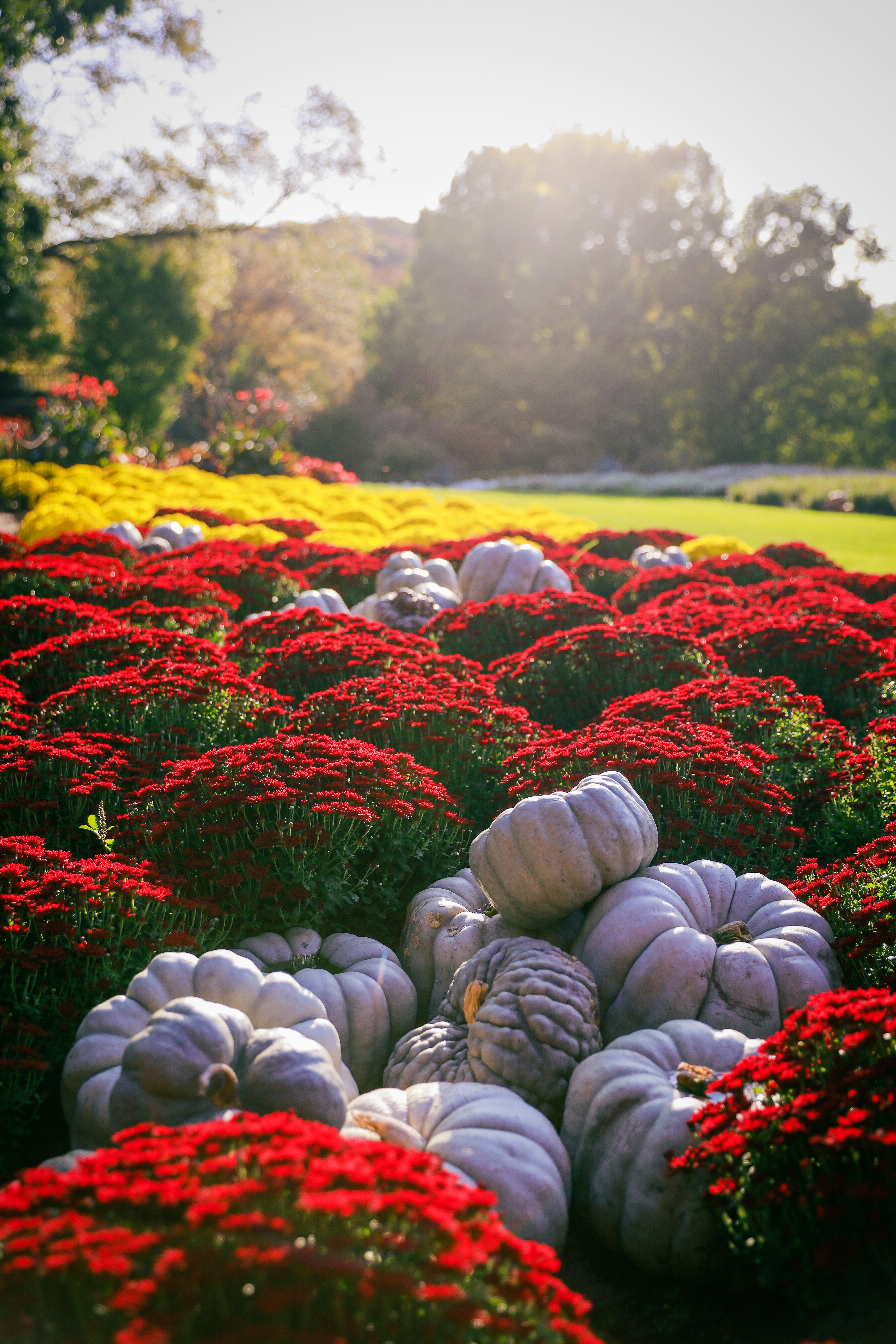 Fall flowers