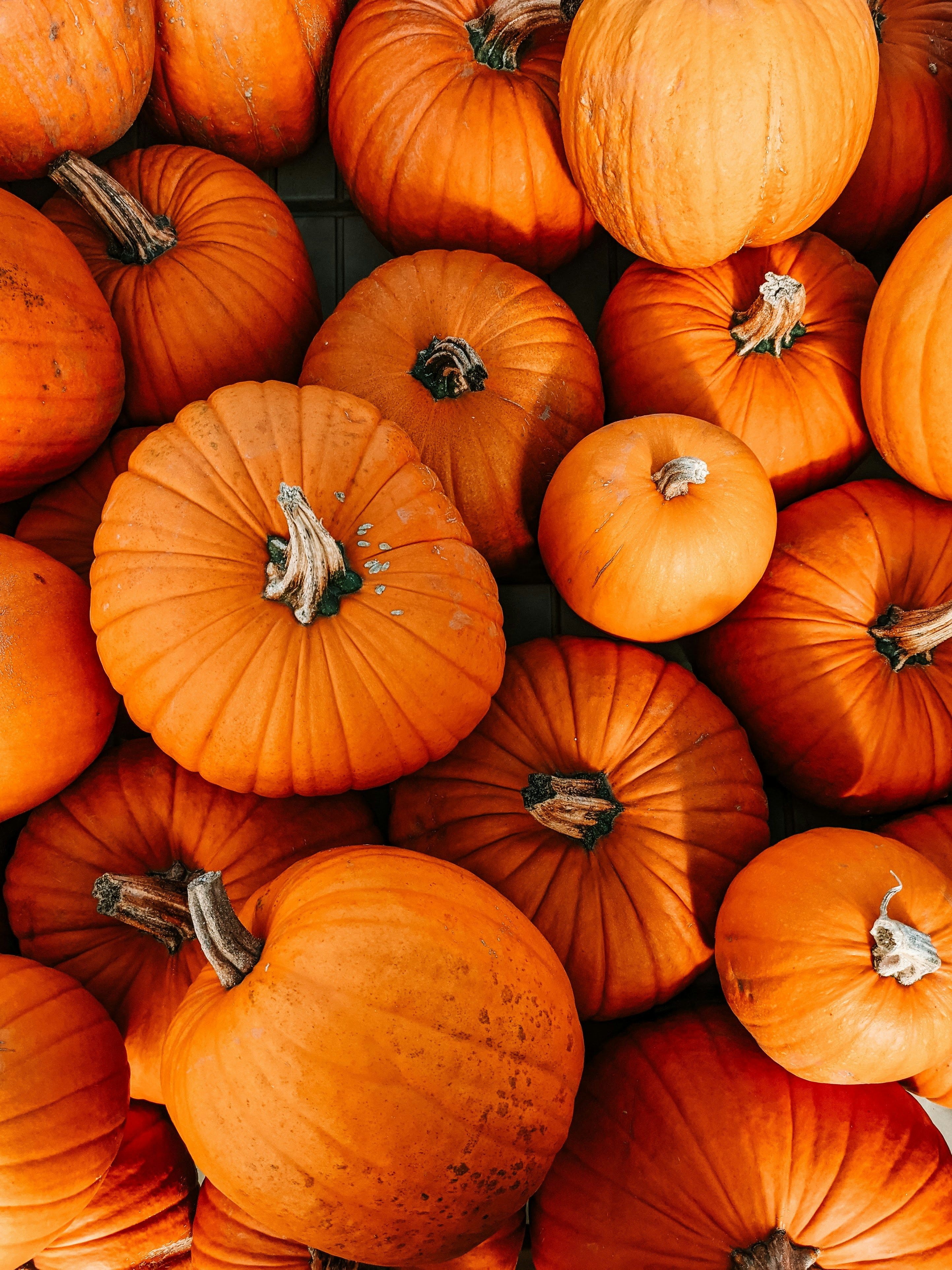 Carving Pumpkin Delivery (4 pumpkins)