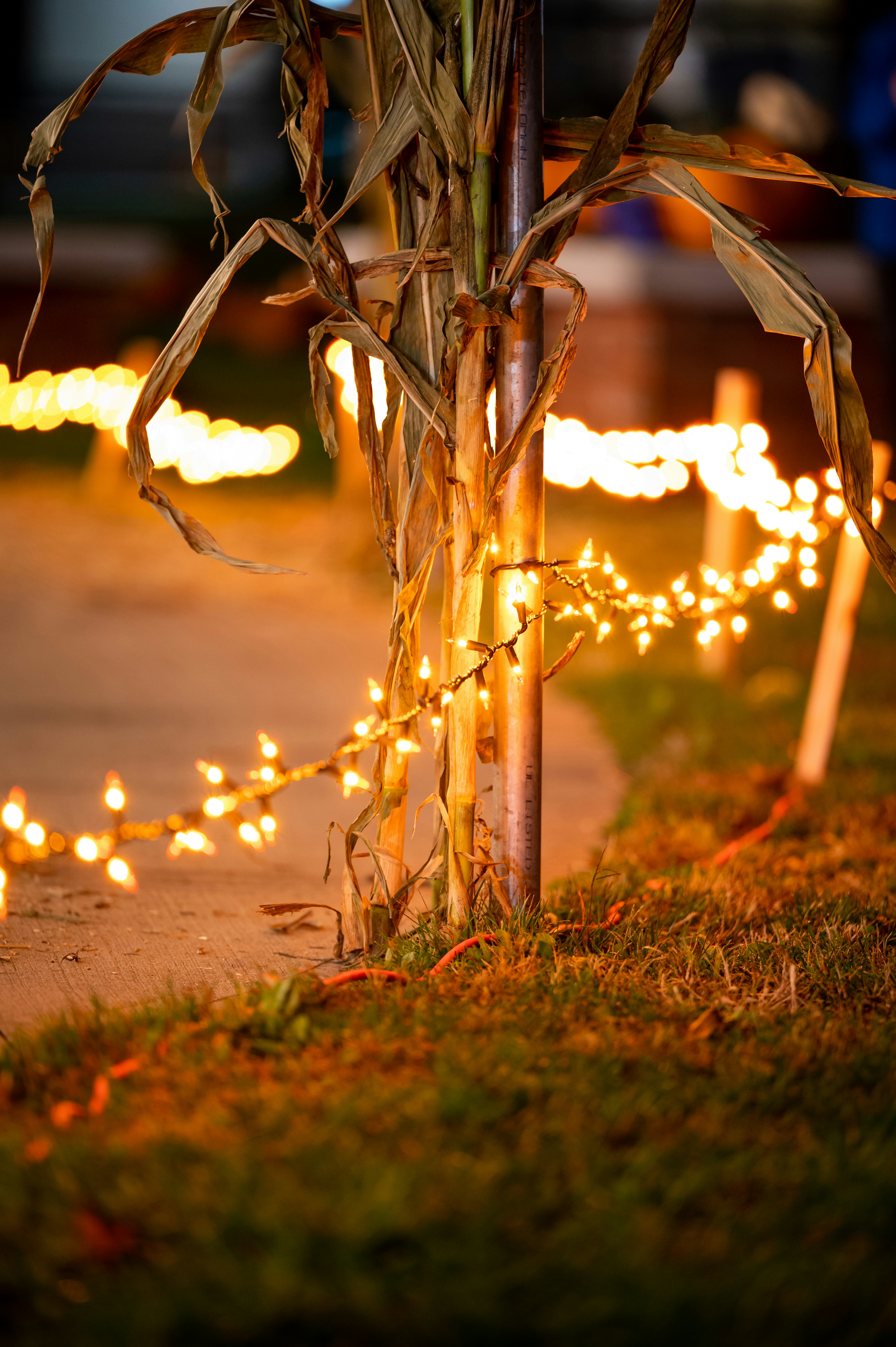 String Lights