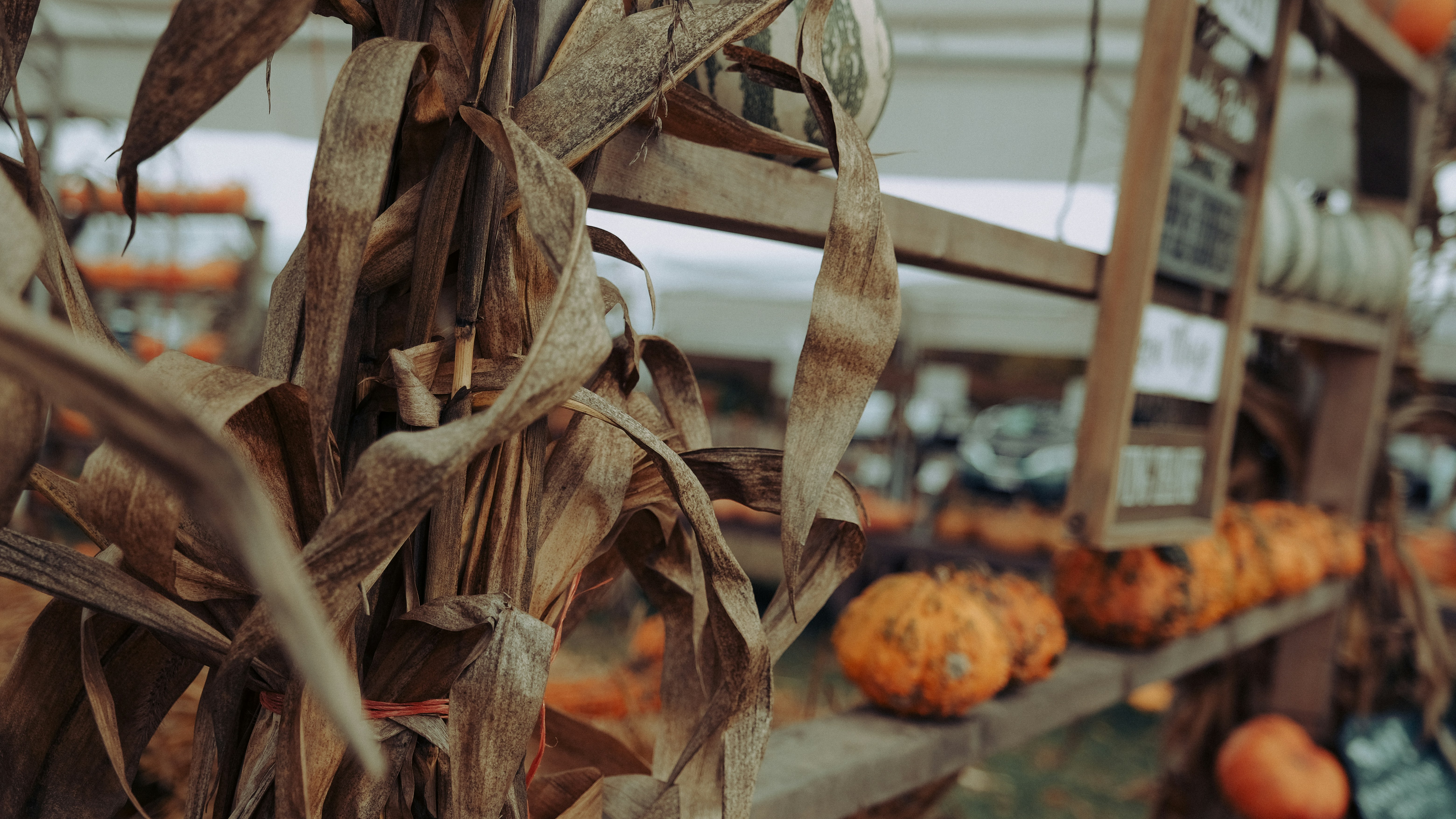 cornstalks