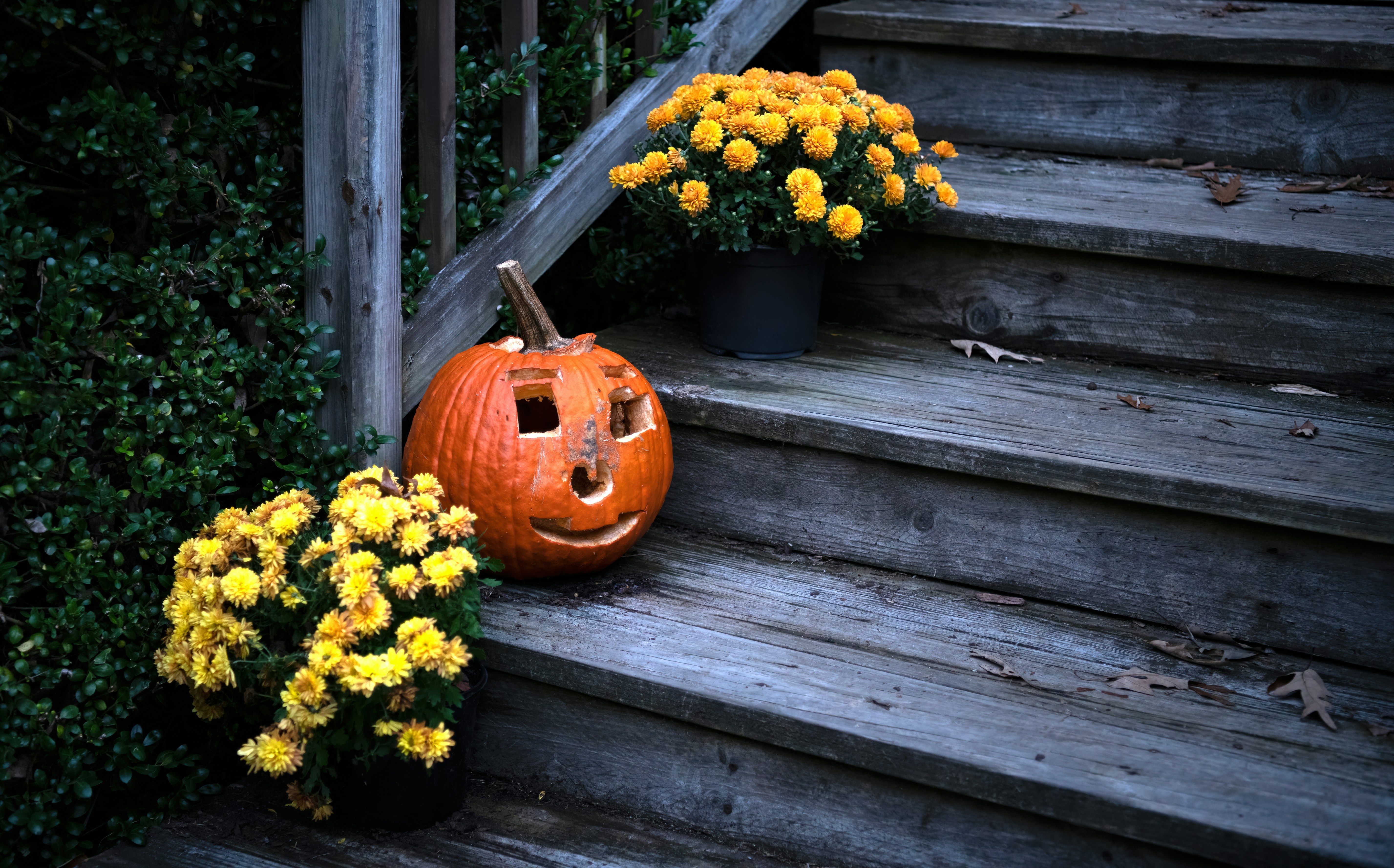 Fall flowers