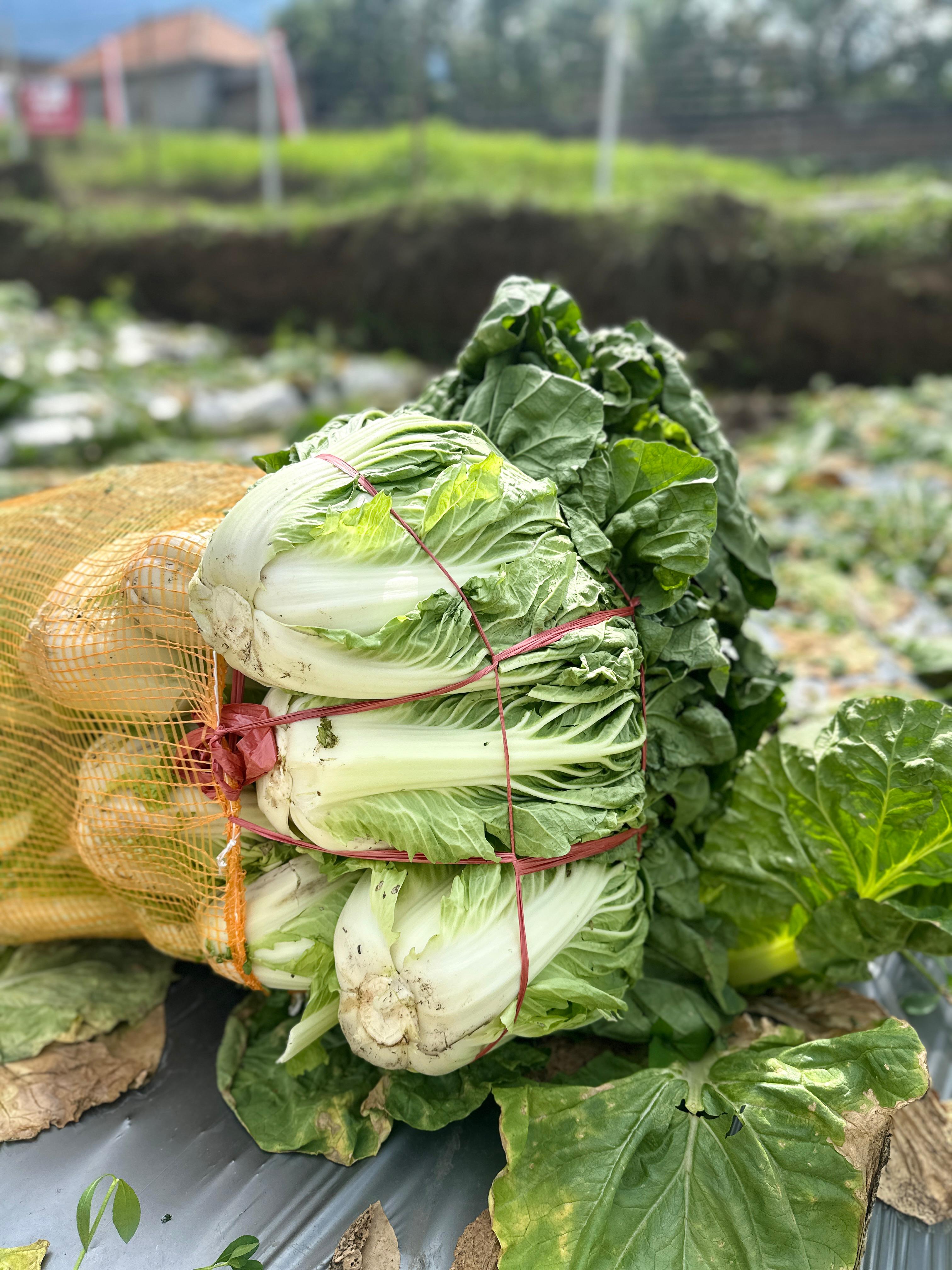Fresh Bok Choy