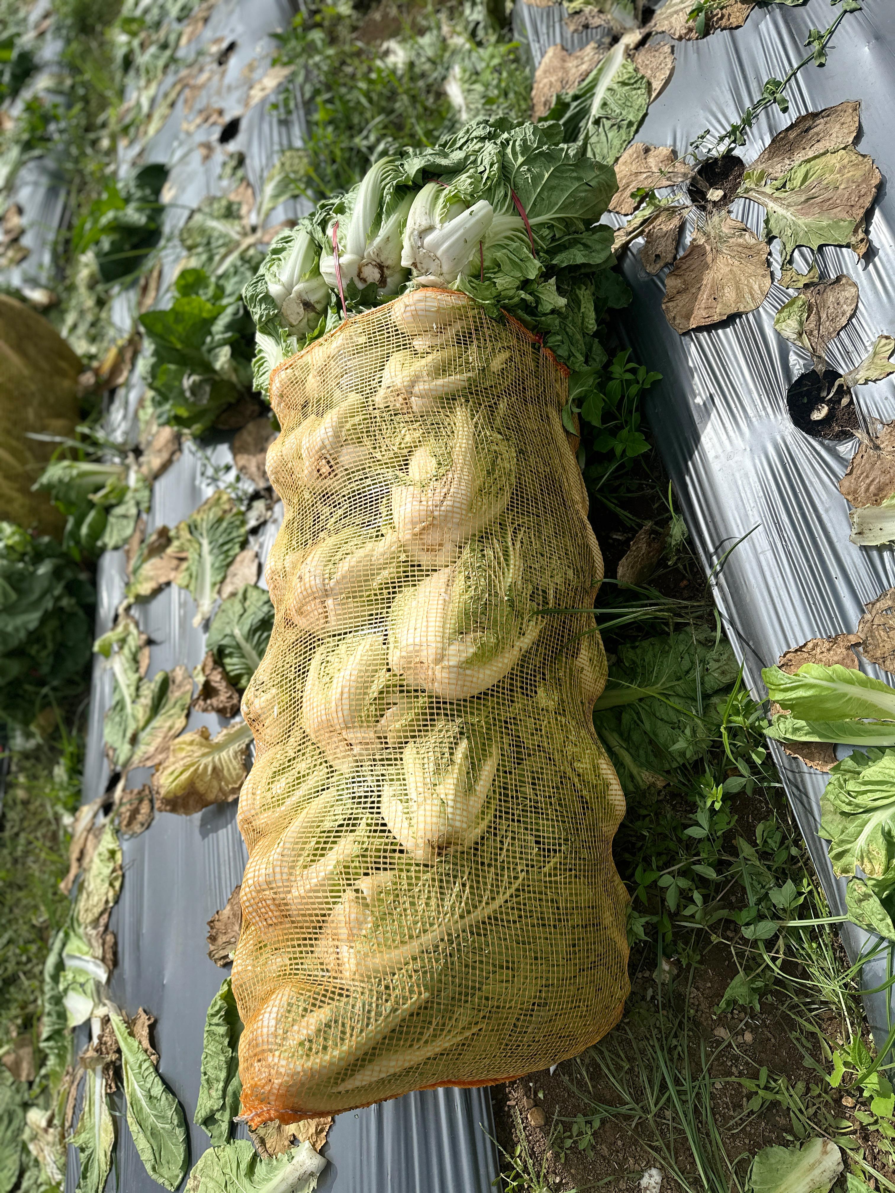 Fresh Bok Choy