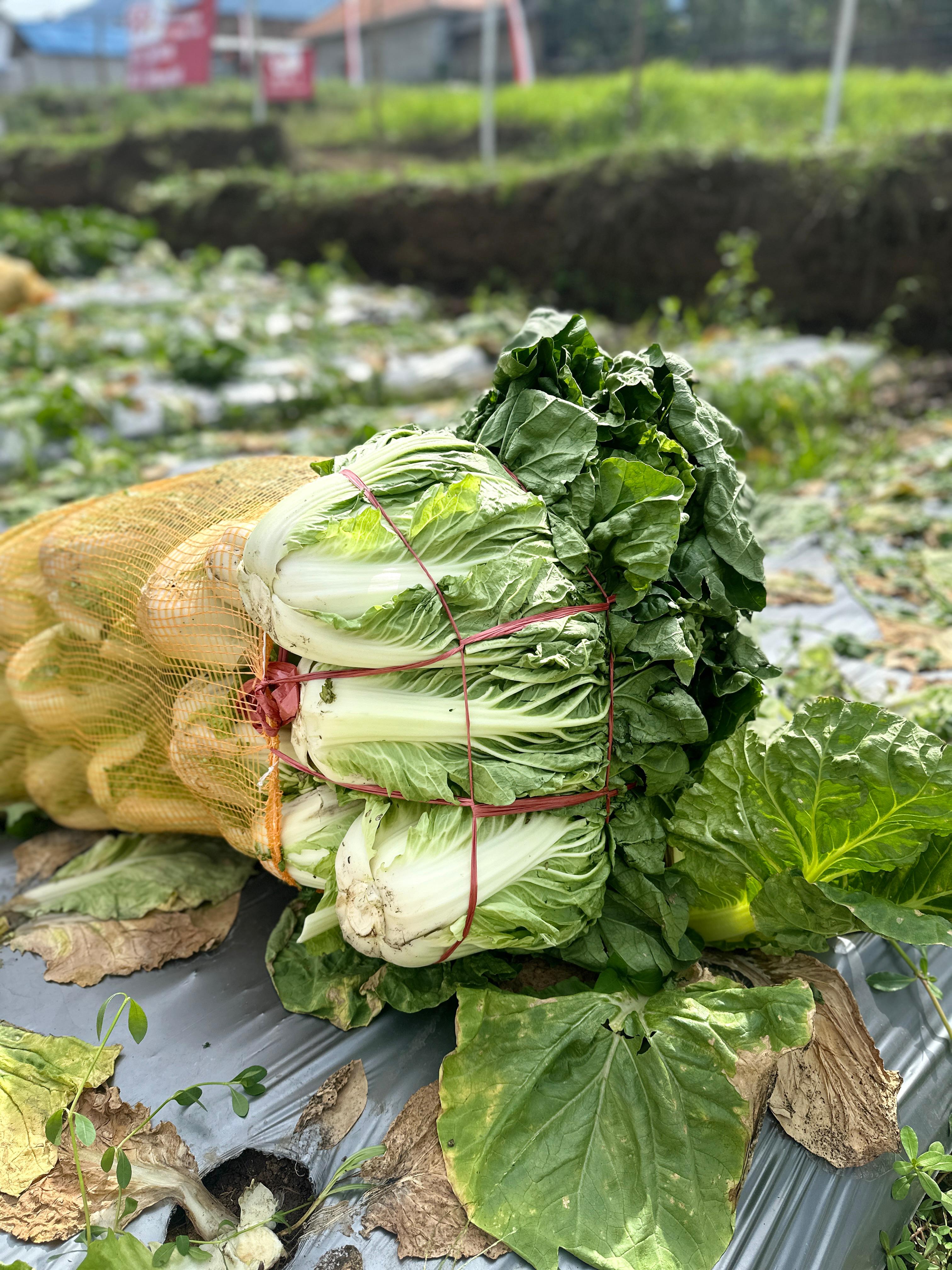 Fresh Bok Choy
