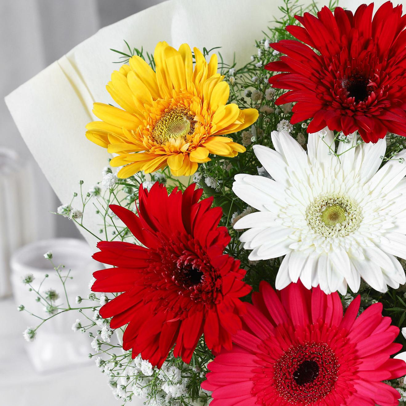 Mixed Gerbera Delight