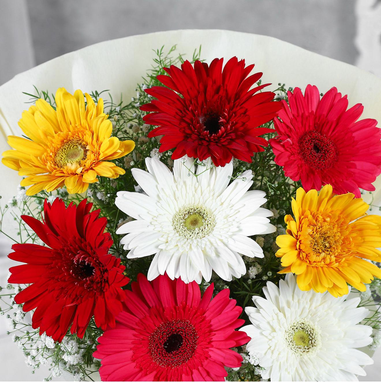 Mixed Gerbera Delight