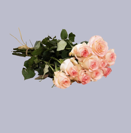 🌸 Peach Charm Roses