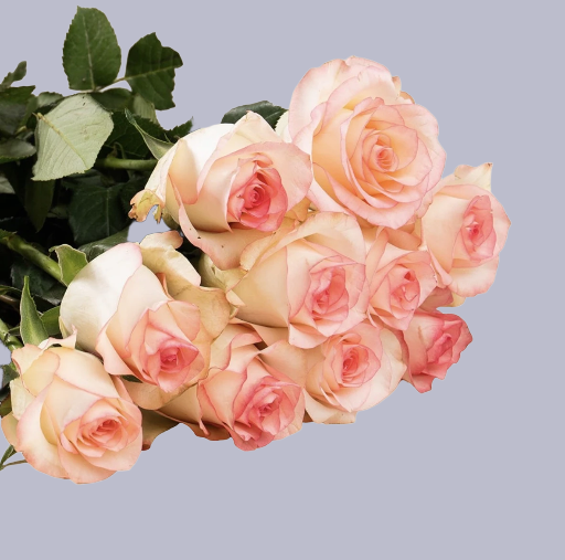🌸 Peach Charm Roses