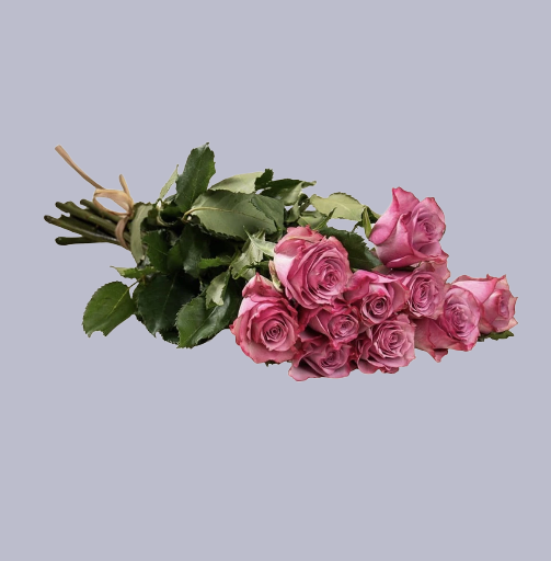 💗 Blushing Pink Roses