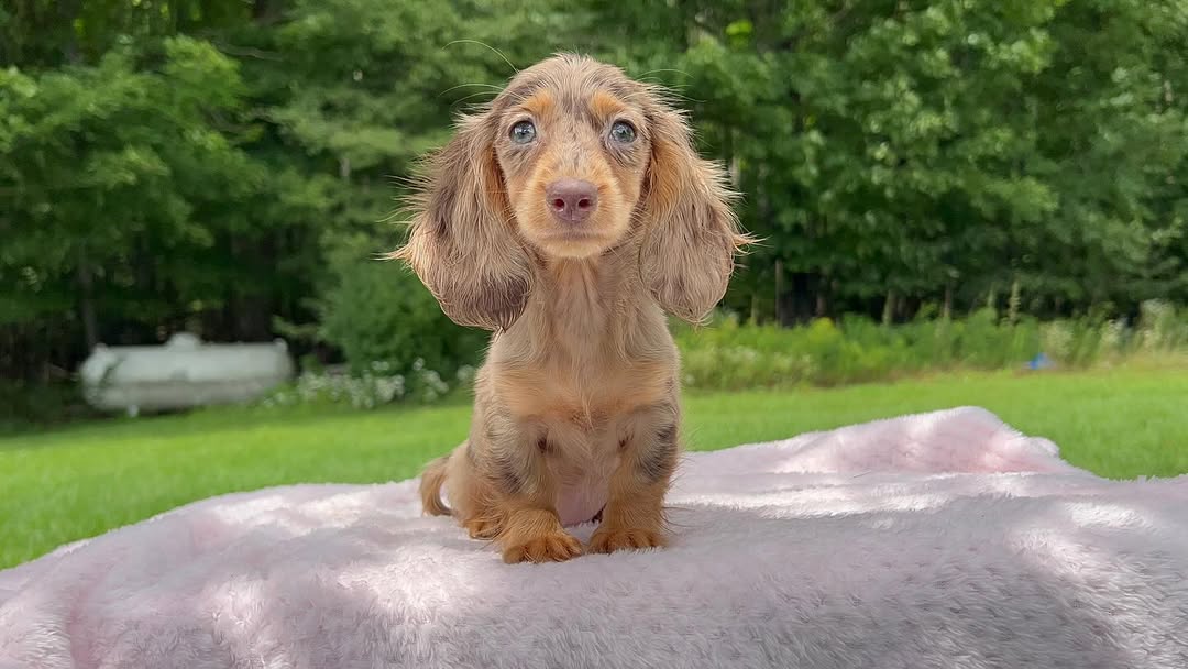 NALA