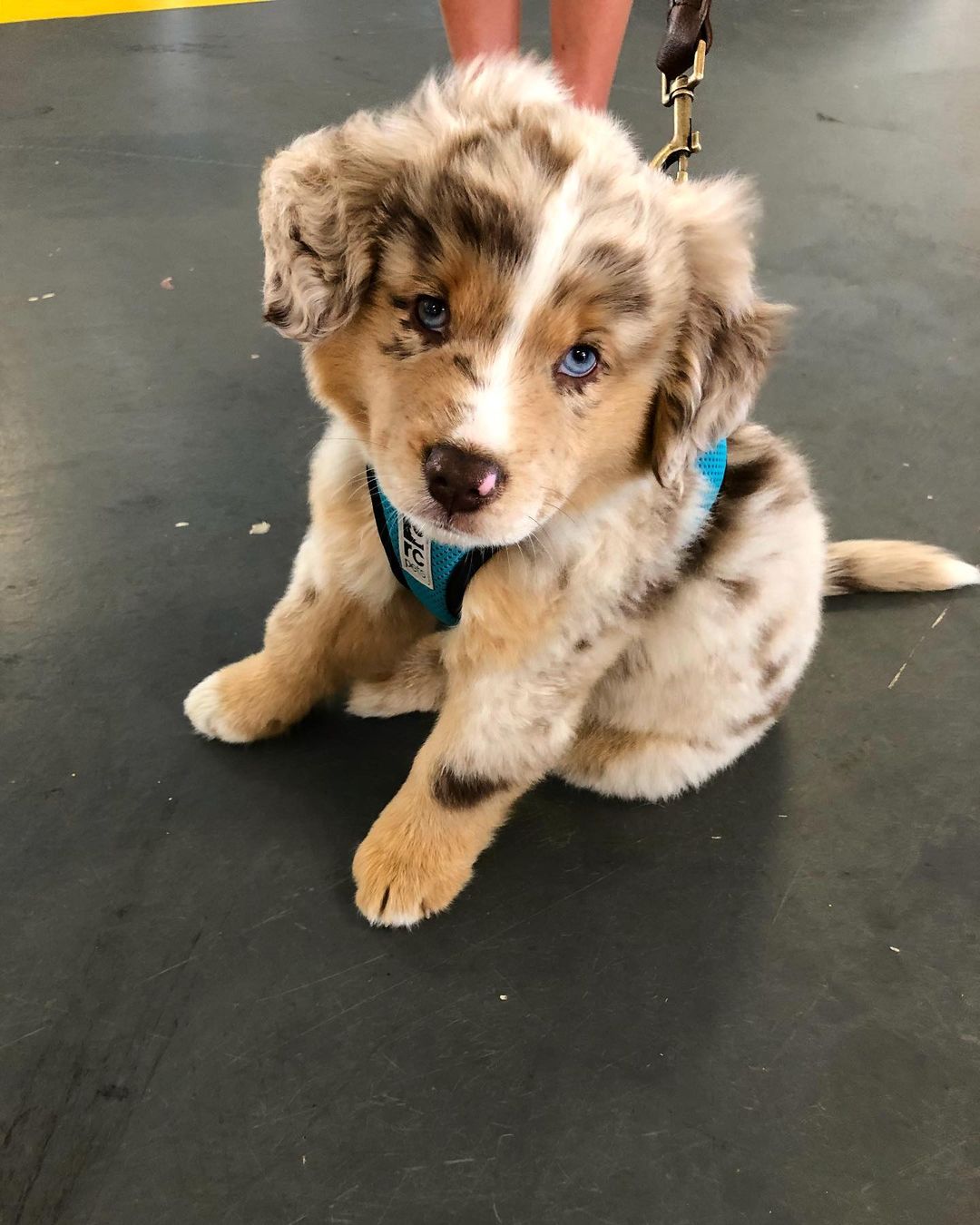 JASPER