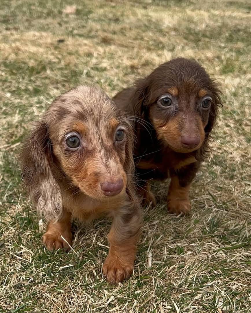 MIMI and CARLO 