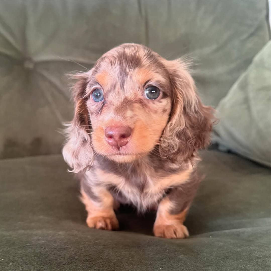 BELLA 