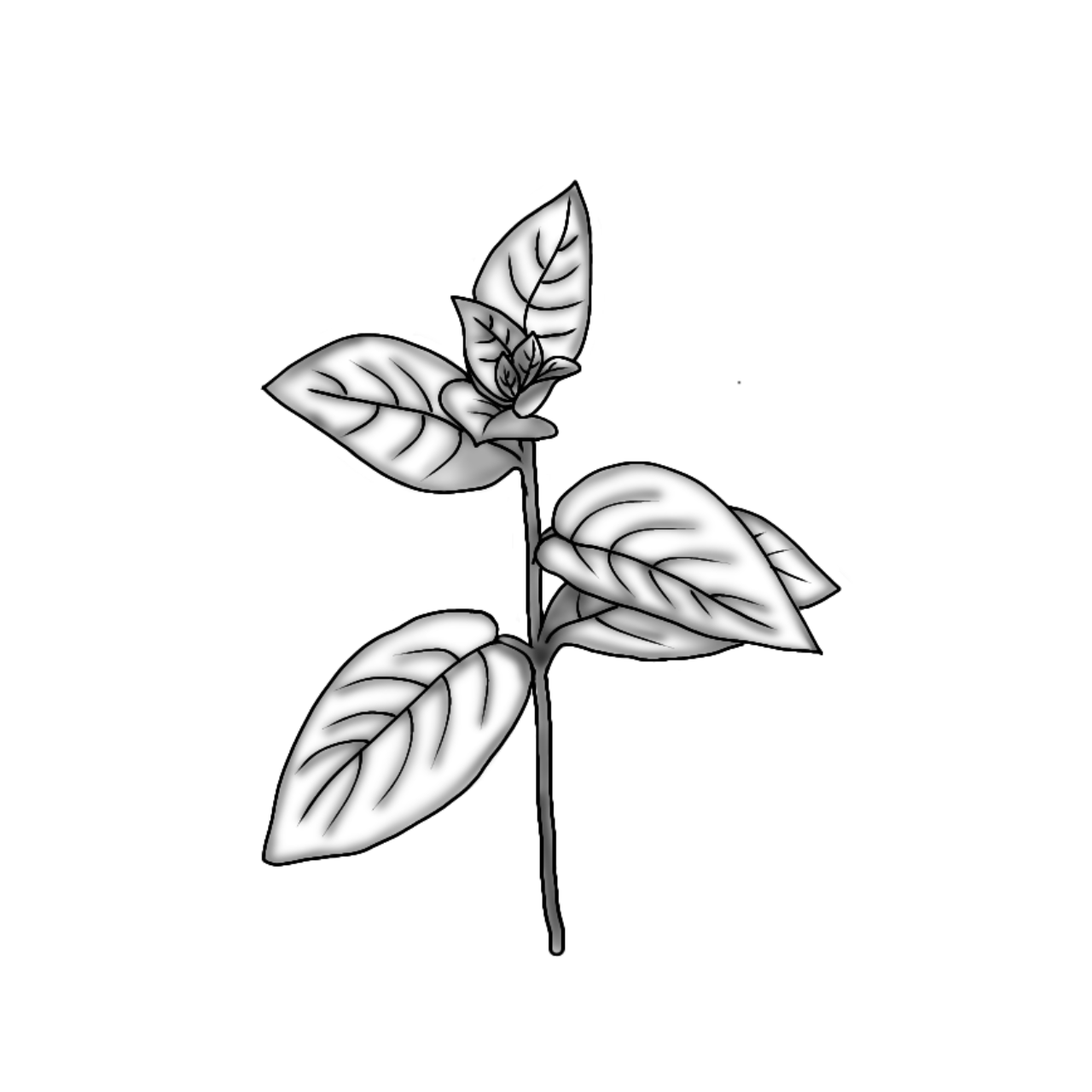 Hydrolat de Menthe poivrée Bio