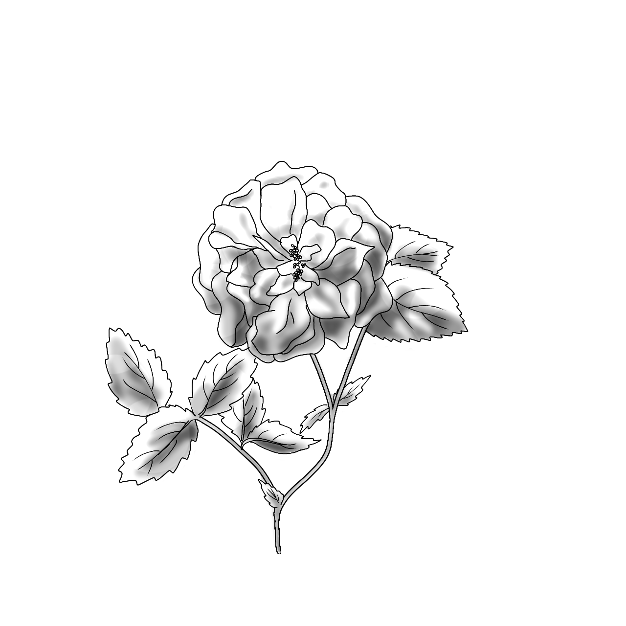 Hydrolat de Rose Bio