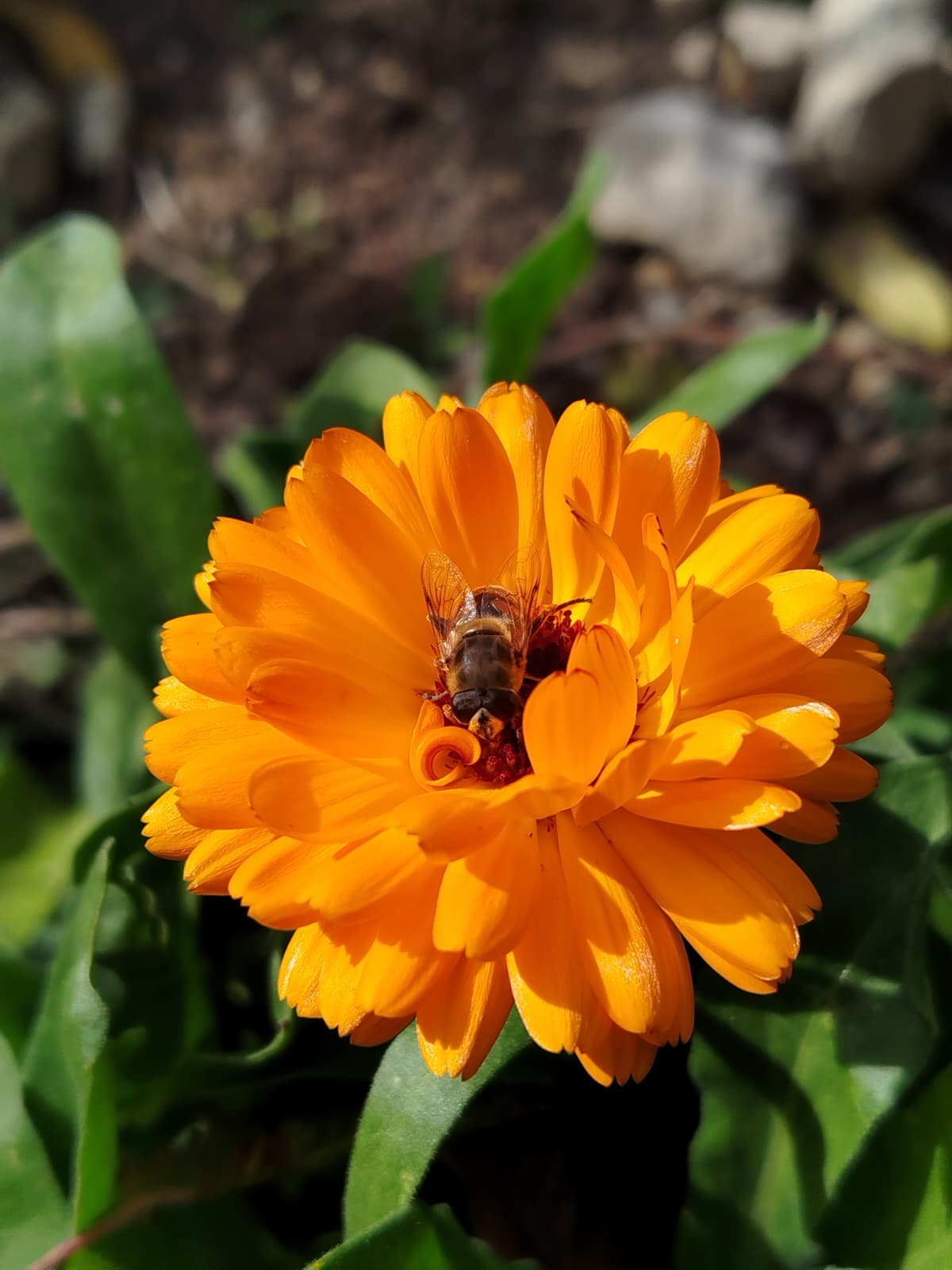 Macérat huileux de Calendula Bio