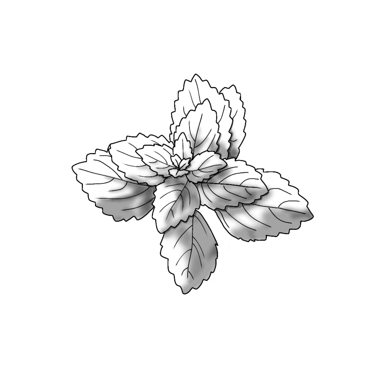 Hydrolat de Mélisse Bio