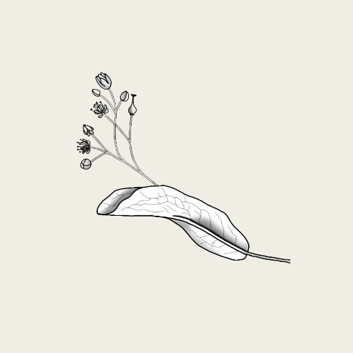 Hydrolat de Tilleul des Baronnies Bio