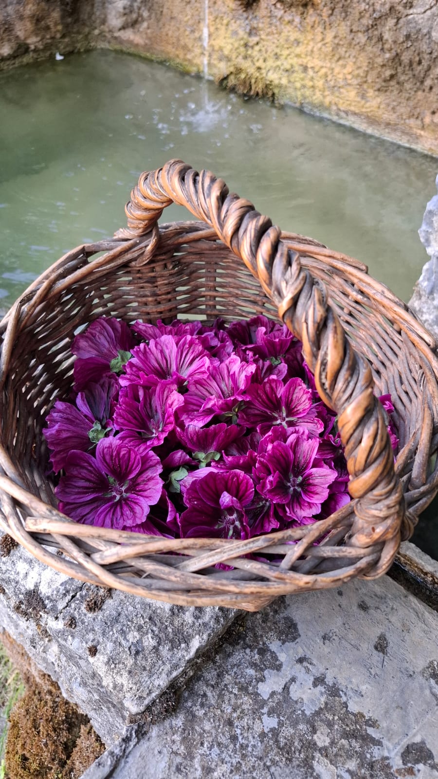 Mauve de Mauritanie Bio