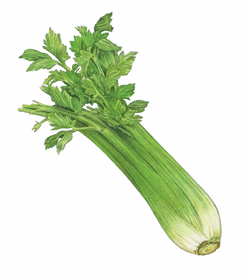 Fresh Celery 
