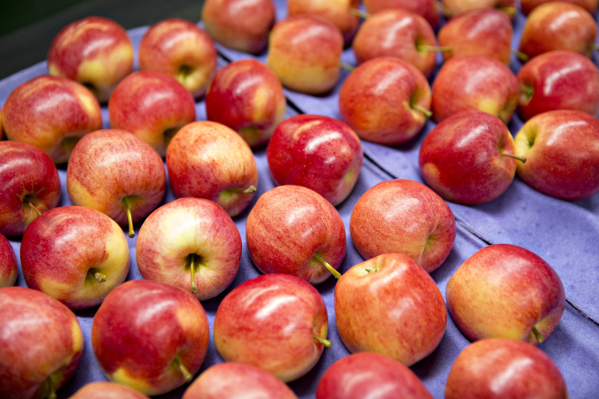 Fresh  ORG Gala Apples  Case 