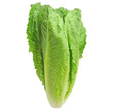 Romaine lettuce