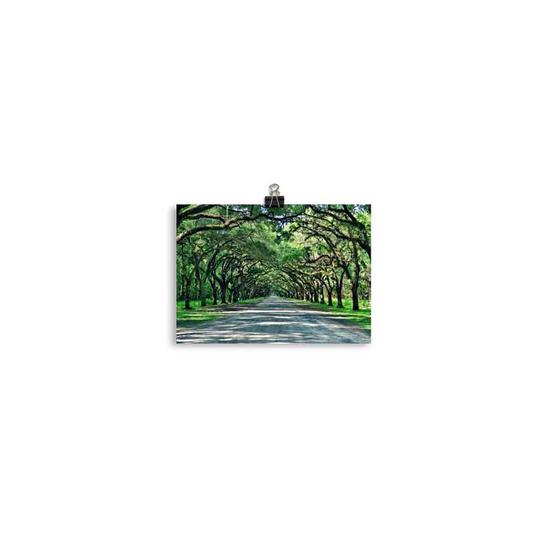 Wormsloe Historic Site Print