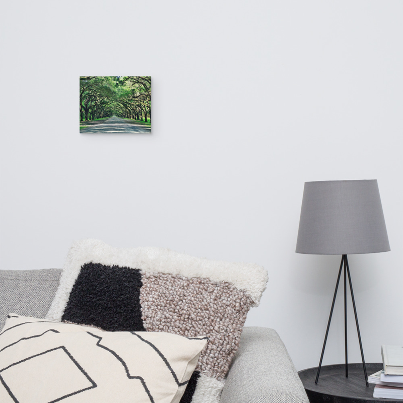 Wormsloe Historic Site on Canvas