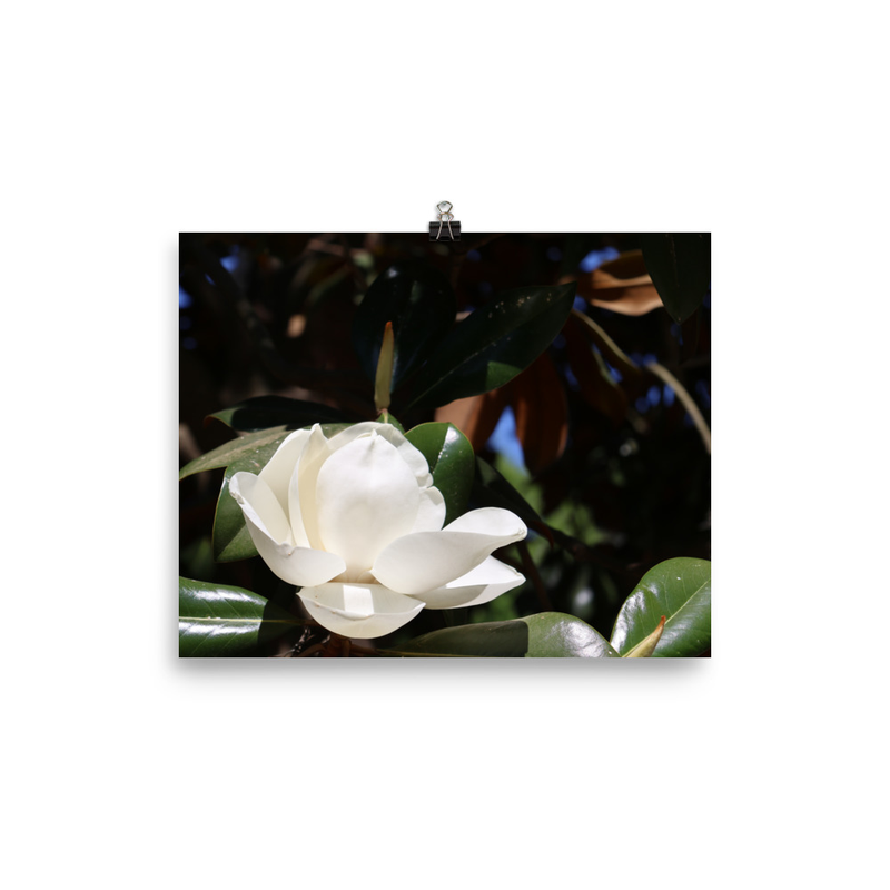 Savannah Magnolia Print