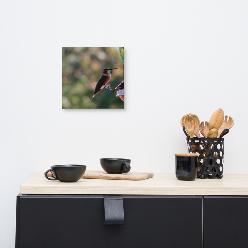 Hummingbird on Canvas 