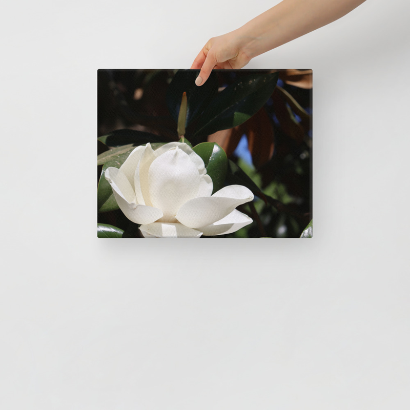 Savannah Magnolia on Canvas