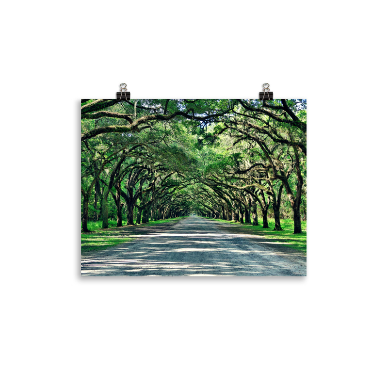 Wormsloe Historic Site Print