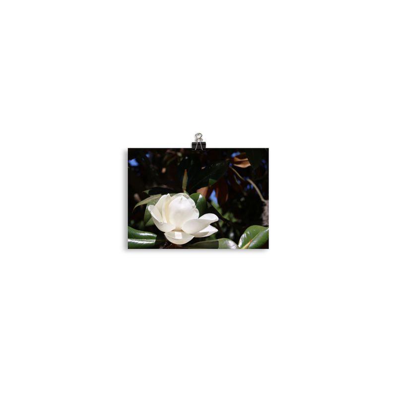 Savannah Magnolia Print