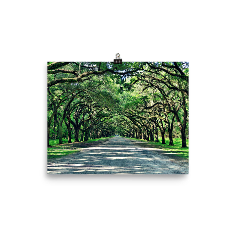 Wormsloe Historic Site Print
