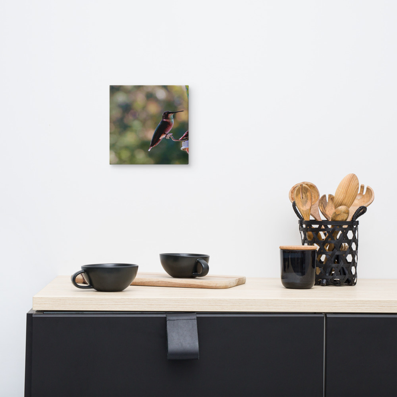 Hummingbird on Canvas 