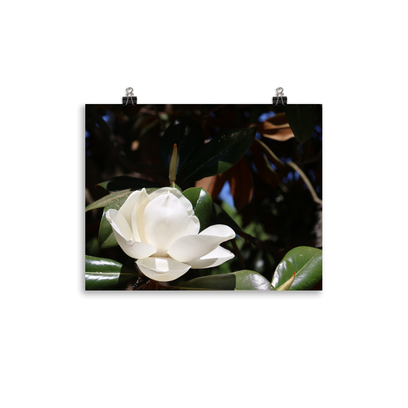 Savannah Magnolia Print