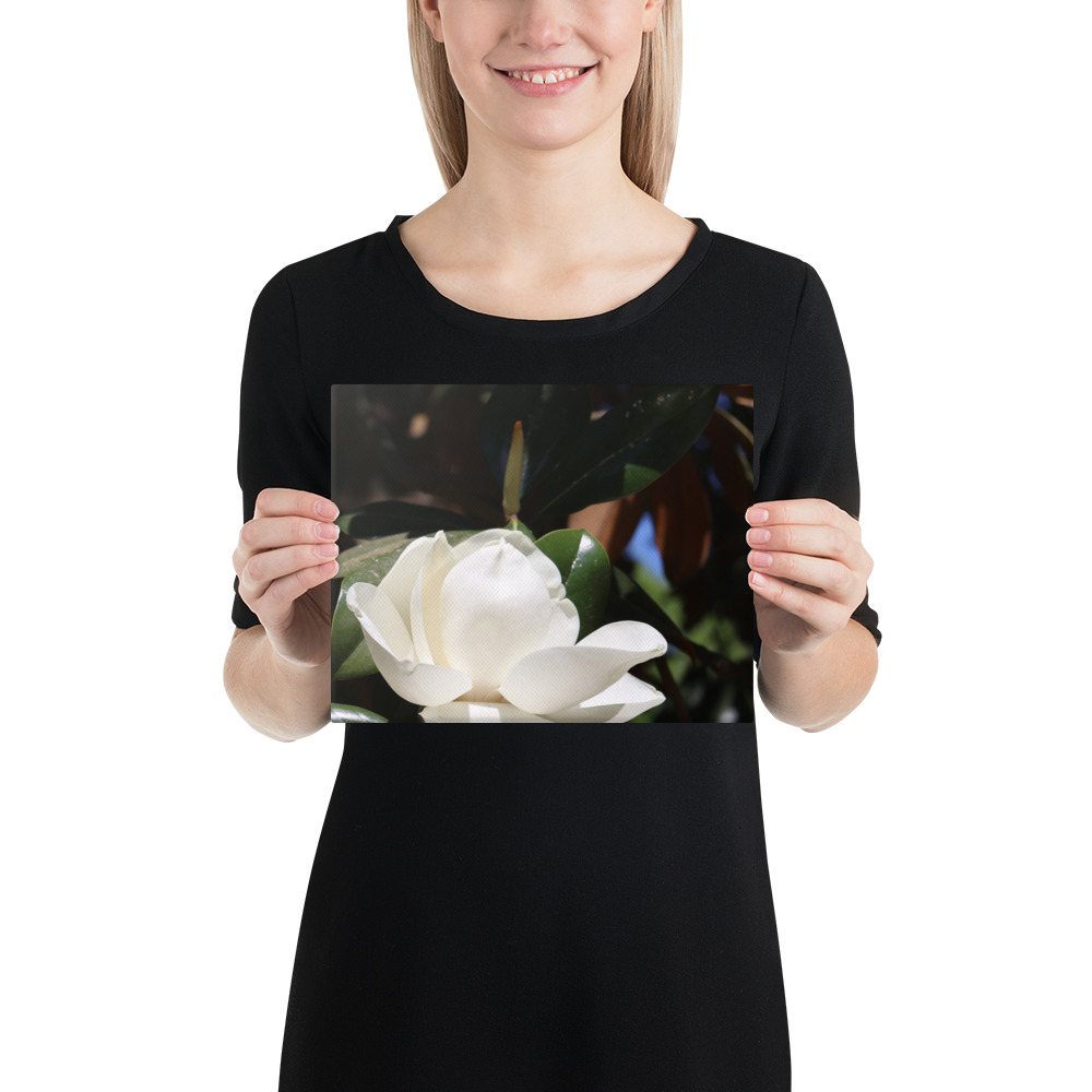 Savannah Magnolia on Canvas