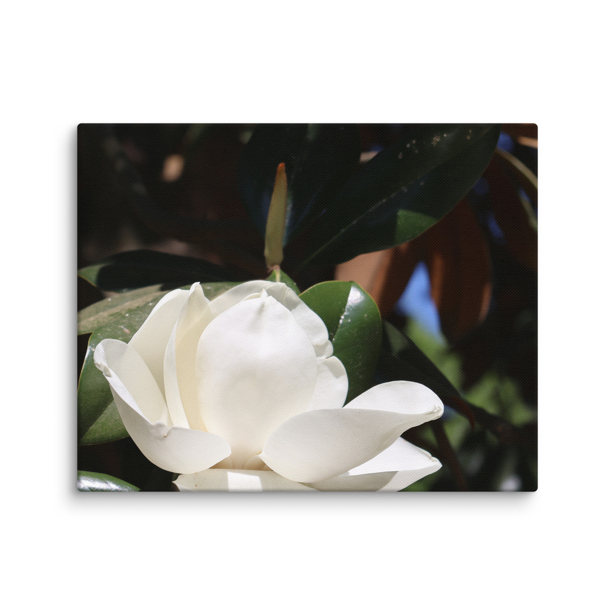 Savannah Magnolia on Canvas